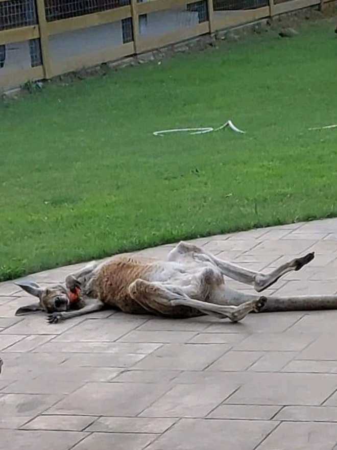 Missing kangaroo located in Cullman County