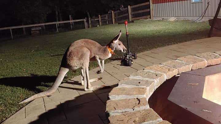 Kangaroo missing in Cullman County
