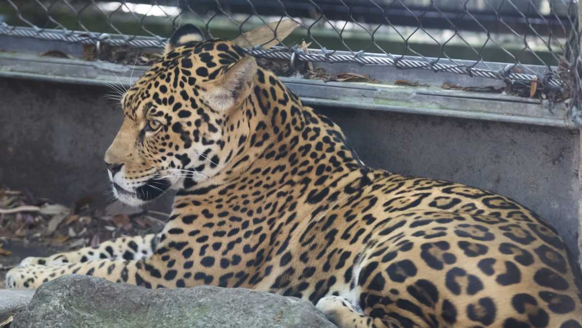 Third fox in Audubon Zoo jaguar escape dies, total of nine animals killed