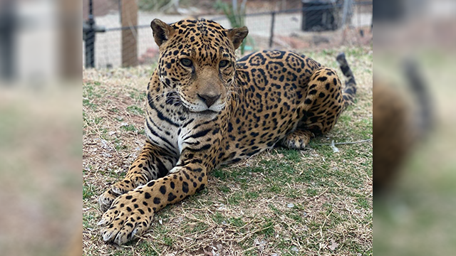 Oklahoma City Zoo announces passing of beloved bobcat