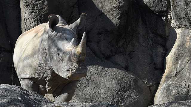 Jaharo, a six-year-old white rhino, died Sunday. 