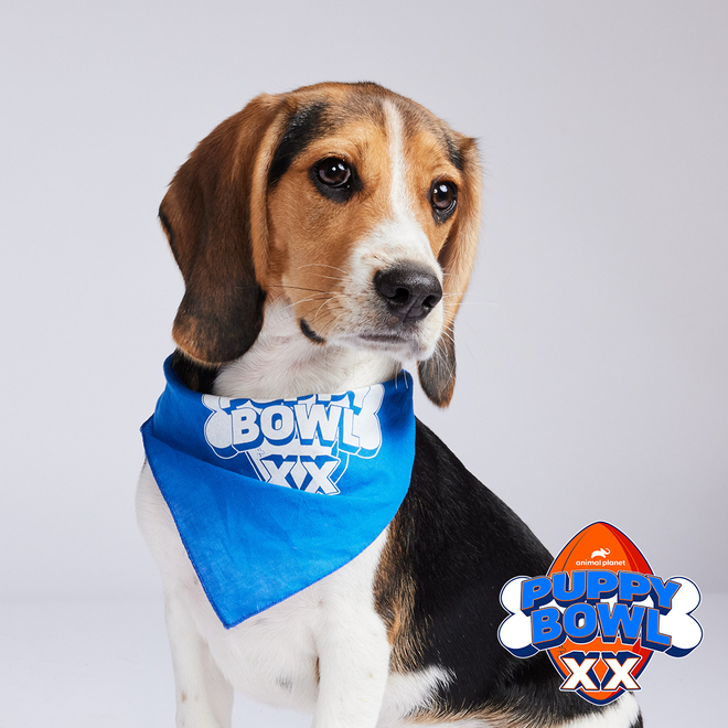 Puppy Bowl XX: Meet the Iowa dogs in the 2024 Puppy Bowl