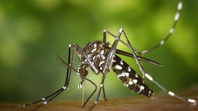 Invasive mosquito species taking root in Iowa - Vimarsana News
