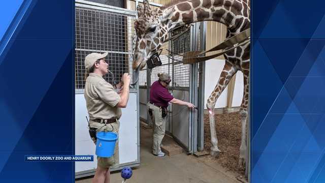 Male giraffe unexpectedly dies at Omaha Henry Doorly Zoo - Vimarsana News