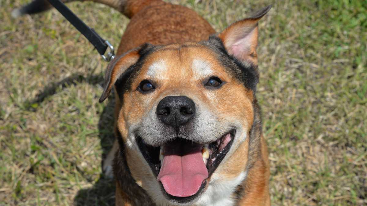UPDATED: South Florida adoptable pets