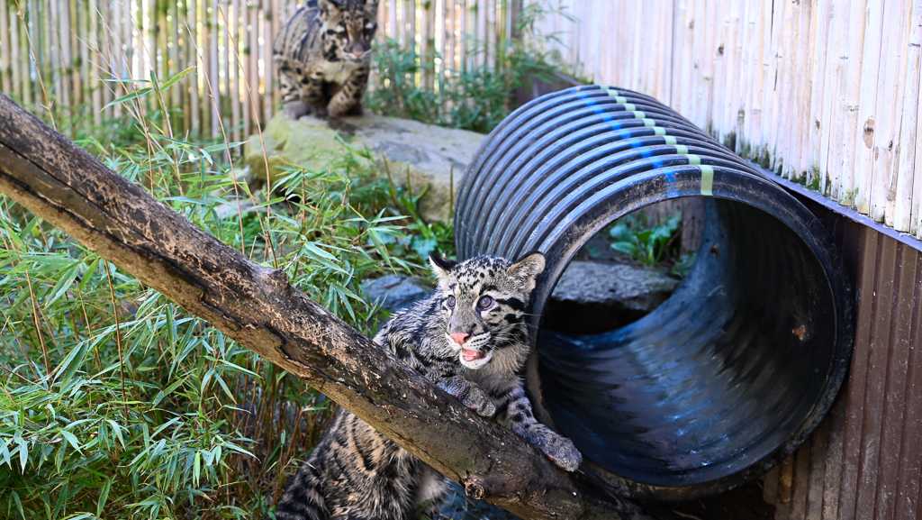 Pittsburgh Zoo welcomes new clouded leopard cub named JD