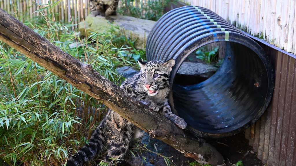 Pittsburgh Zoo welcomes new clouded leopard cub named JD