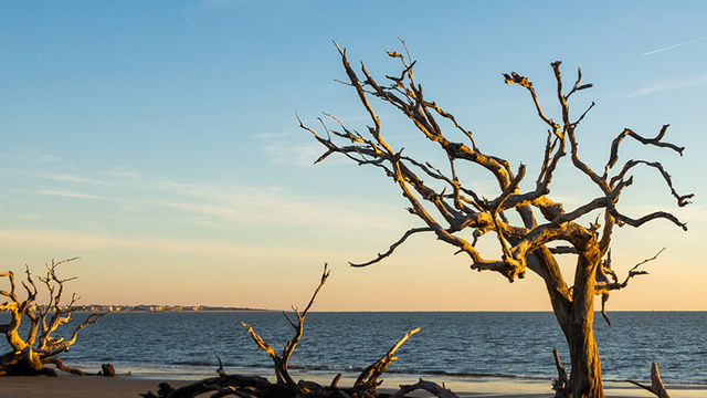 Jekyll Island: 'The Color Purple: The Musical' to film on beach - Vimarsana News