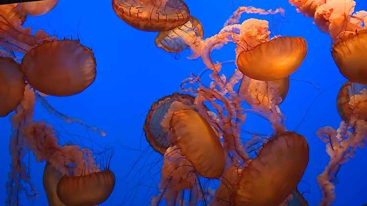 are dogs allowed in monterey bay aquarium