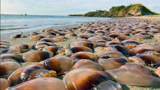 North Carolina: Jellyfish wash ashore - Vimarsana News