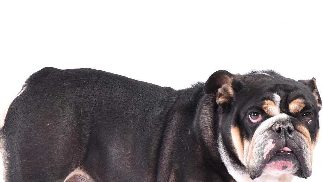 Jerod Mayo's dog found dead after mysterious disappearance