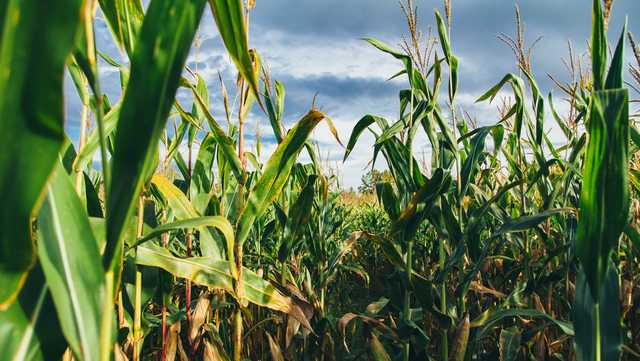 Corn mazes in Vermont, Northern New York - Vimarsana News