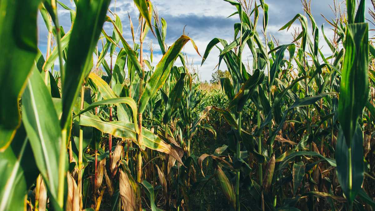 Get lost in one of these corn mazes in Vermont and Northern New York