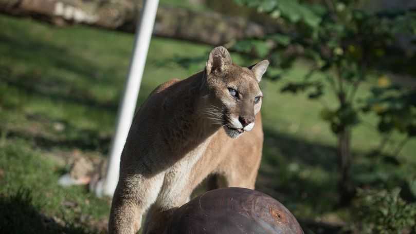 Mature cougar in Saidu