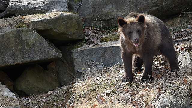 Photos: Maryland Zoo Gets Orphaned Grizzly Bear Cubs