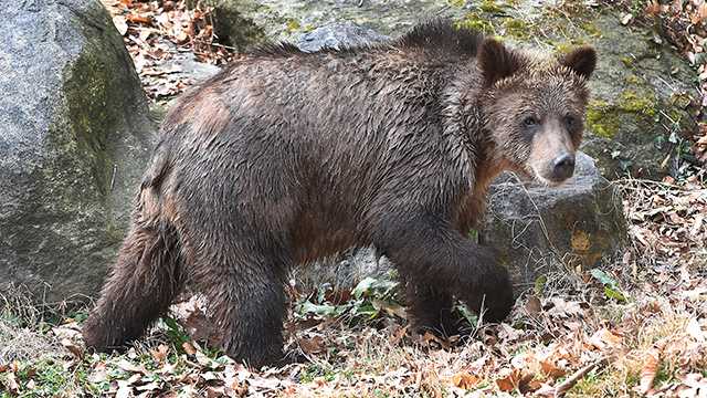 are-there-bears-in-maryland-linxydesigns