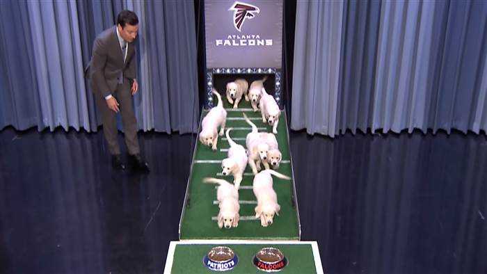 Puppies predict winner of Super Bowl LI