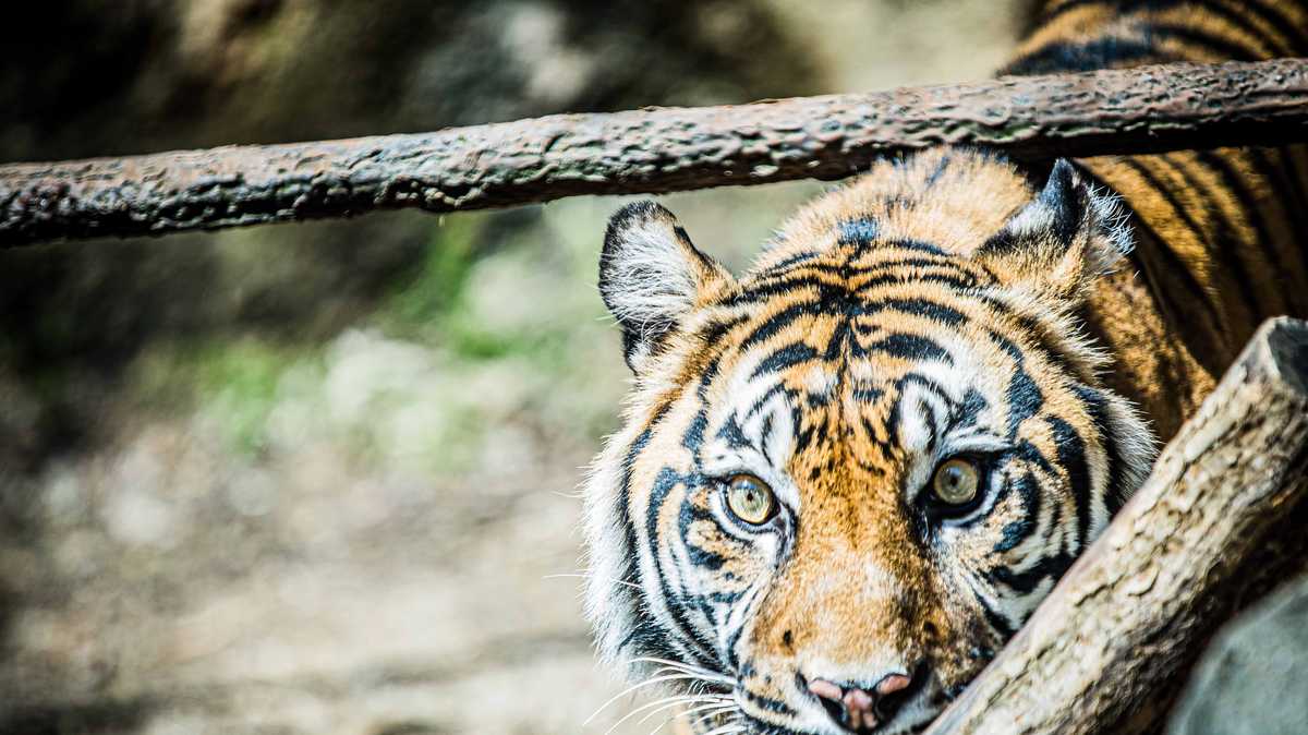 Female Sumatran tiger Jingga, mother of 7, is leaving Topeka Zoo