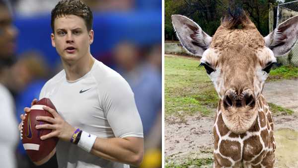 Baby giraffe named 'Burreaux' after LSU's star quarterback