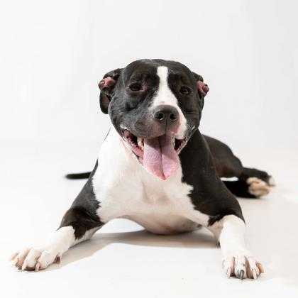 Wisconsin Humane Society Wisconsin Humane Society