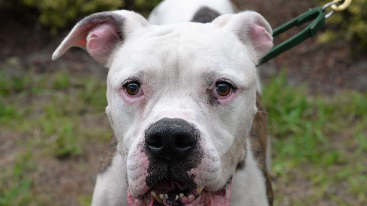 Updated: South Florida Adoptable Pets