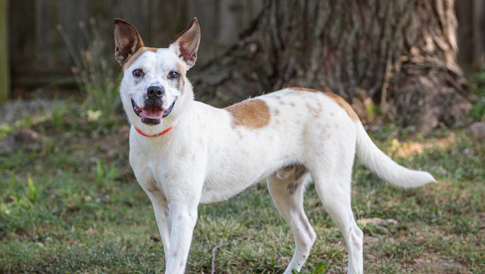 Kentucky Humane Society Offers Reduced Adoption Fees As Part Of