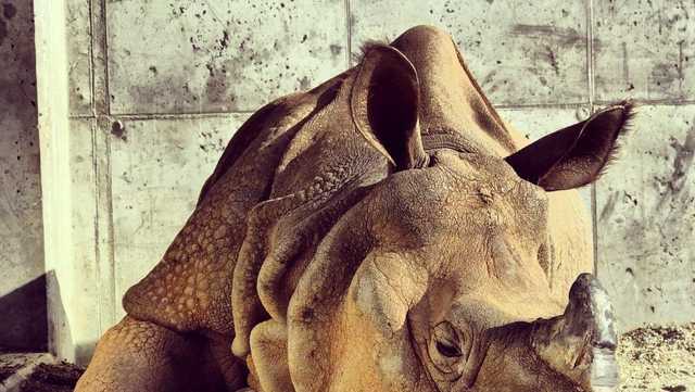 Omaha's Zoo announces death of rhinoceros - Vimarsana News