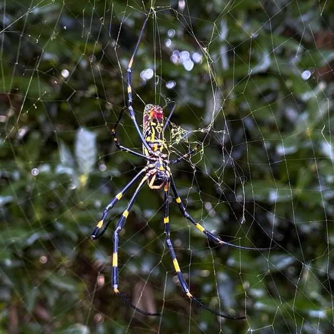 Georgia: East Asian spider takes hold of the Peach State