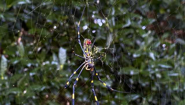 Georgia: East Asian spider takes hold of the Peach State - Vimarsana News