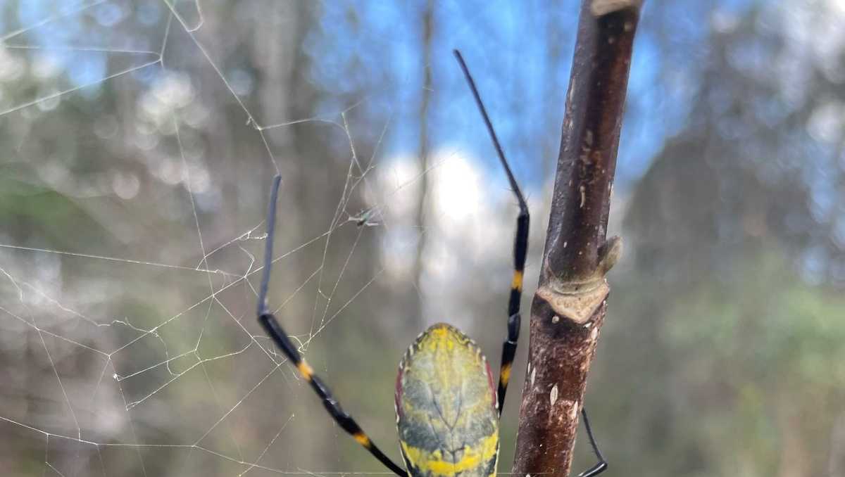 Big, flying spiders have arrived in the US. Here's where they're showing up