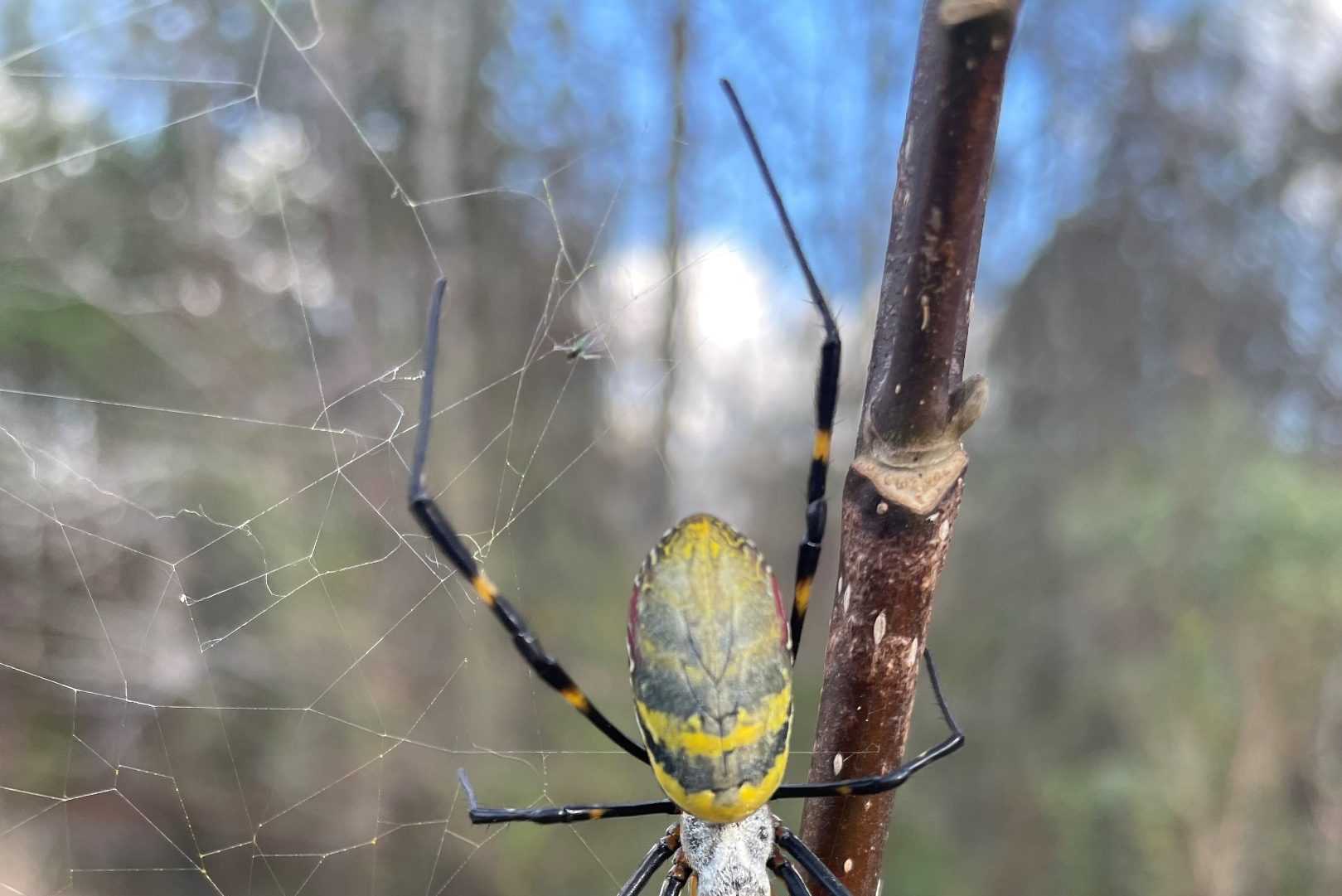 Black and Yellow Spiders - The Infinite Spider