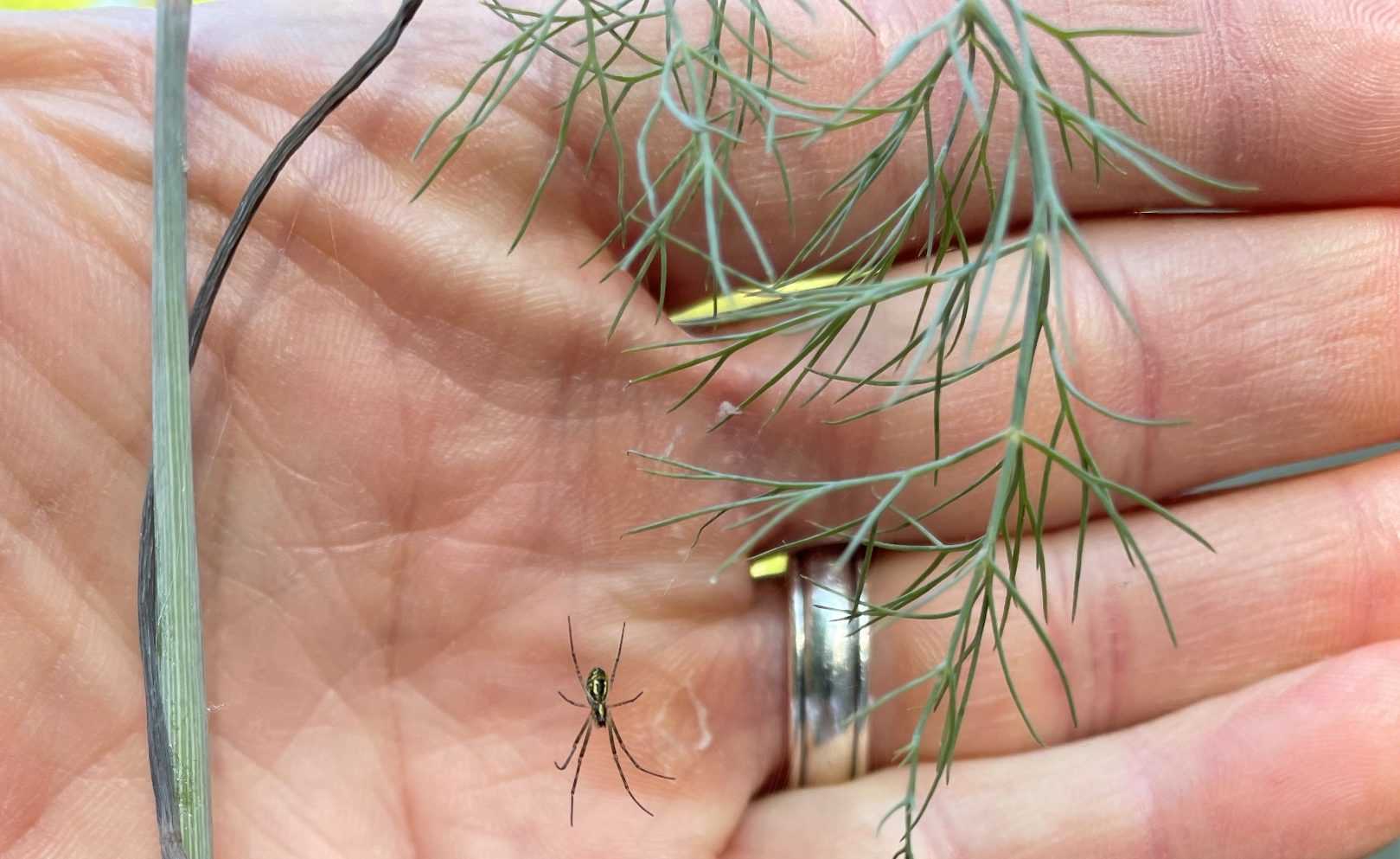 South Carolina: Joro spiders continue to spread in the Carolinas