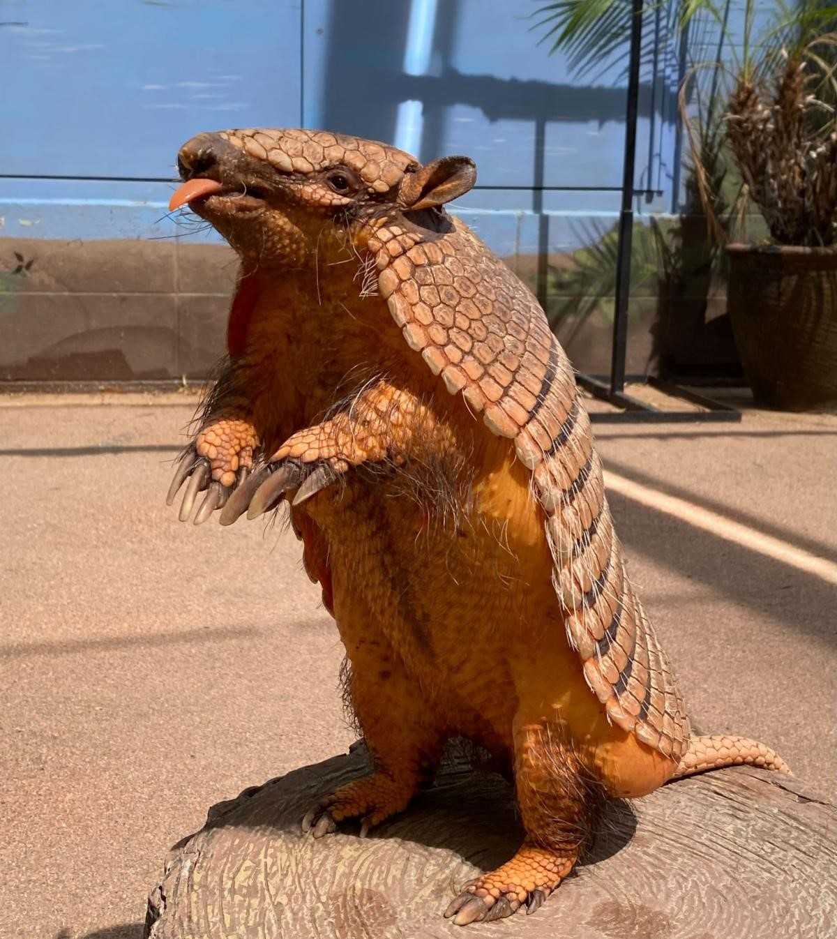 Josephine the armadillo found at Sacramento Zoo after escape