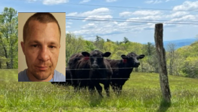 North Carolina: Cows lead police officers on wild adventure to suspect's hiding spot in Boone - Vimarsana News