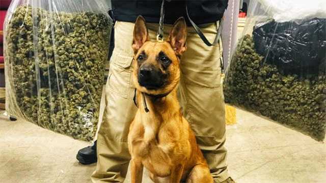 Поиск марихуаны собакой как включить русский в тор браузере