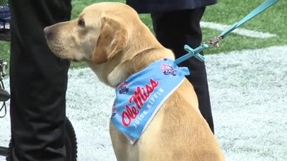 University of Mississippi's favorite good boy gets honorary degree - Vimarsana News