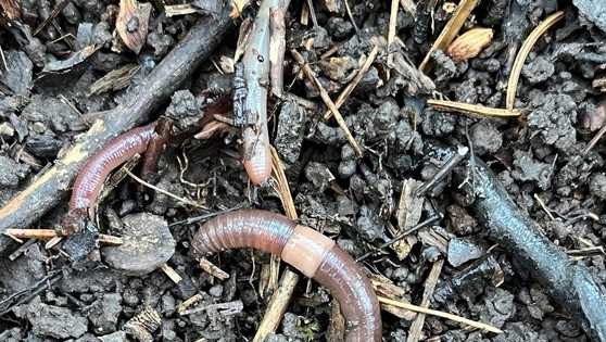 Invasive jumping worms prompt growing concern across Maine