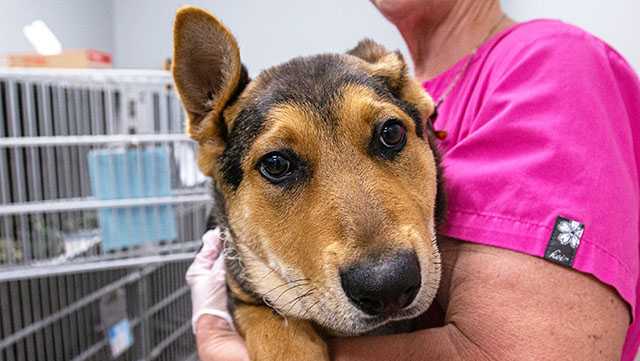 Arl Says Puppy Found With Collar Embedded In Her Neck