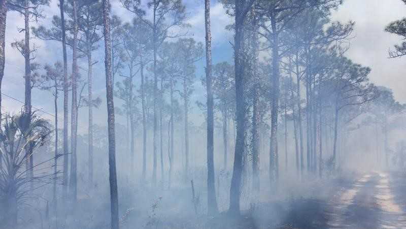 Crews battle 161-acre brush fire in Martin County