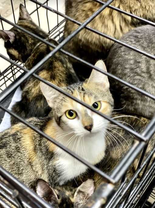 More than 100 pets rescued from storm-ravaged Texas looking for homes ...