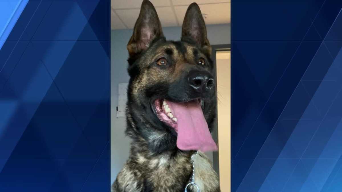 Lebanon County police unit welcomes a new K9 and officer into its pack