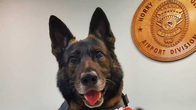 South Carolina police department mourns loss of K-9 officer - Vimarsana News