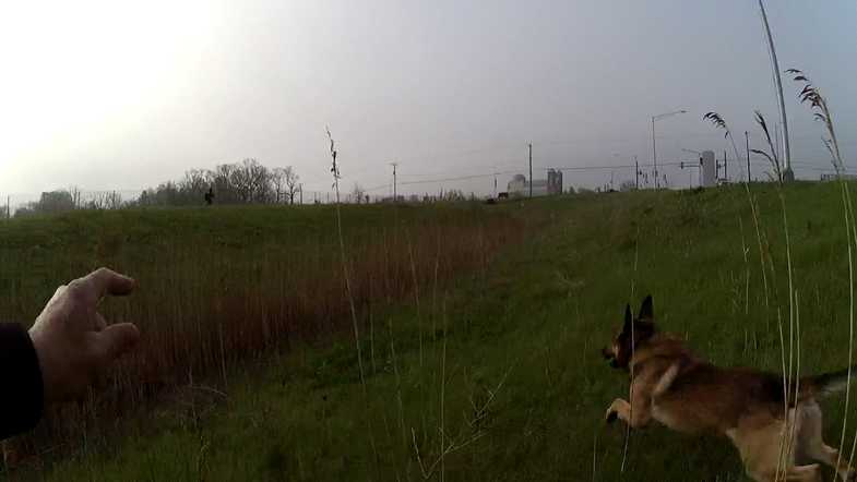 K-9 takes down suspect after high-speed chase