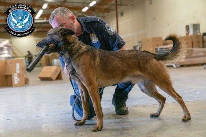 border patrol dog breed