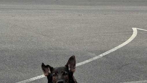 Police dog tracks down missing woman with dementia, found lying in a snowbank