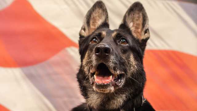 Clay County K9 retired after Missouri marijuana legalization - Vimarsana News