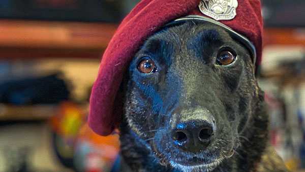 Meet K9 Callie: Four-legged hero helps recover eastern Kentucky flood victims - Vimarsana News