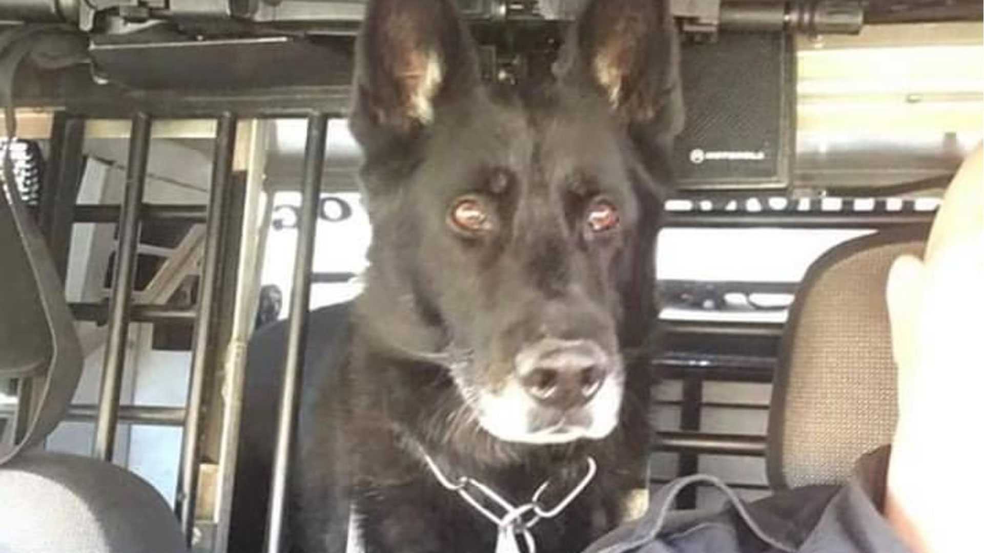 Recently Retired Ashland K-9 Dies After Falling Ill