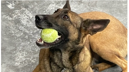 K9's tested to find explosives - Vimarsana News