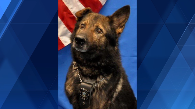 Madeira police mourning loss of K-9 Doc - Vimarsana News